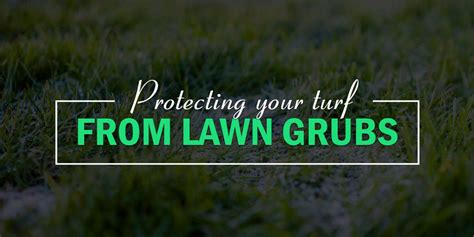 7 Signs Your Lawn Has Grubs And How To Naturally Eliminate Them