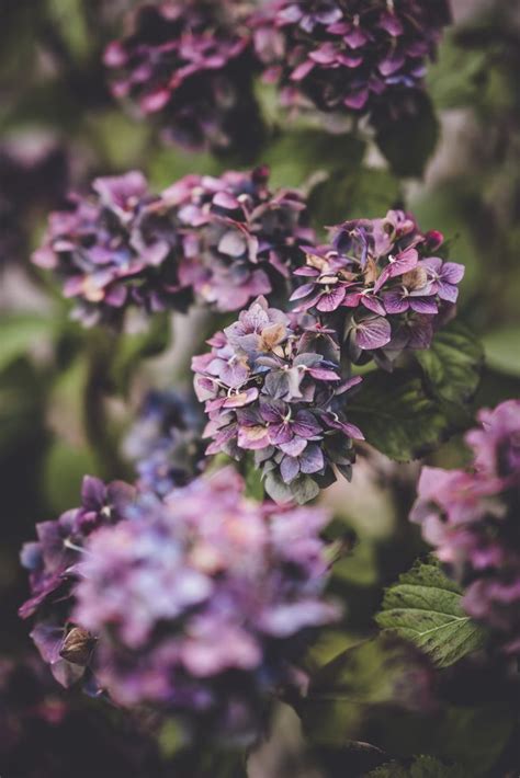 Closeup Photography Of Purple Petaled Flower Photo Free Flower Image
