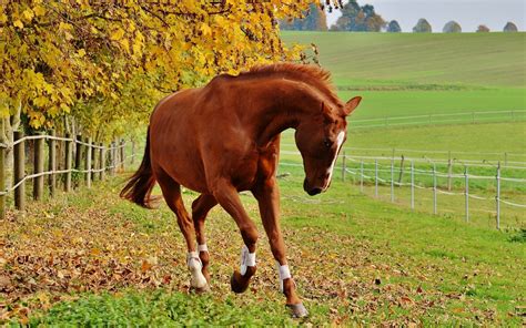 Liver Chestnut Horse By Alexasfotos