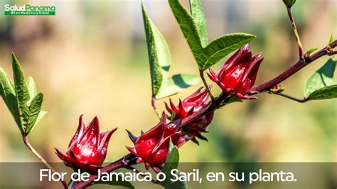 Beneficios De La Flor De Jamaica Saril