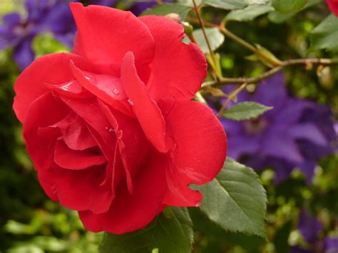 Fotos Gratis Flor Pétalo Florecer Botánica Flora Rosa Roja