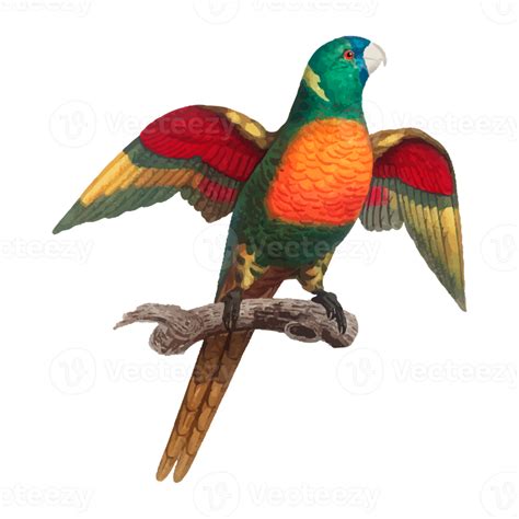 Free Exotic Bird Illustration 12661722 Png With Transparent Background