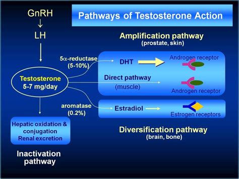 Figure 2 Pathways Of Testosterone Action In Endotext Ncbi Bookshelf