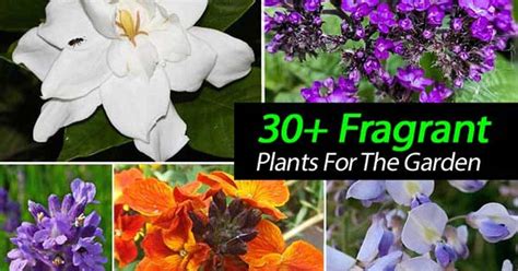 32 Fragrant Plants For The Garden
