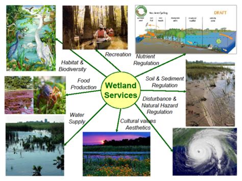 Wetlandswetlands Education