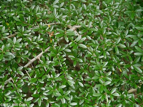 Waxy Leaf Privet Ligustrum Quihoui