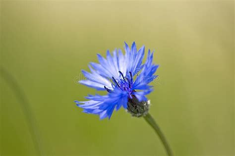 Beautiful Blue Flowers Of Cornflowers Stock Image Image Of Bloom
