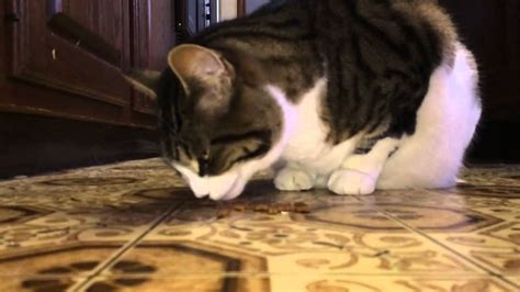 Cat Eating In Slo Mo Youtube