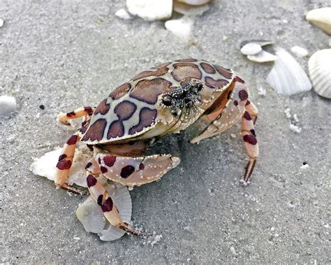 Calico Crab Photograph By Robb Stan Pixels