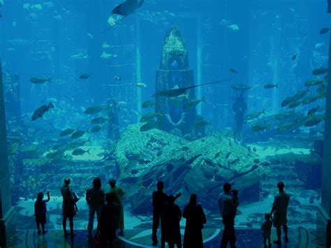 Dubai Atlantis Aquarium A Really Quite Impressive Aquari Flickr