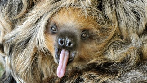 Sex Lives Of Sloths Not As Boring As We Think Public Radio International