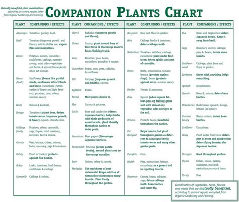 The Ultimate Guide To Companion Planting Home And Gardening Ideas