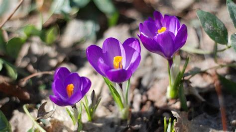7 Fun First Signs of Spring to Look For - LifeSavvy
