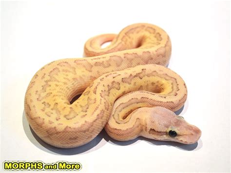 Butter Fire Pastel Pinstripe Morph List World Of Ball Pythons
