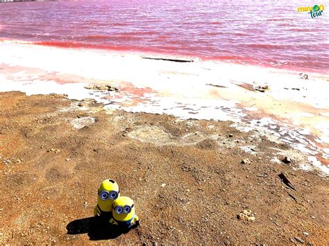 La Laguna Rosa De Torrevieja Una Laguna Rosa En España