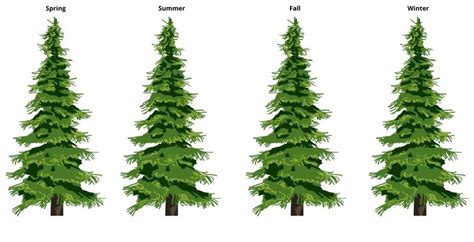 Evergreen Trees For Sale Evergreen Trees For