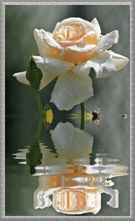 Decent Image Scraps Beautiful Animated Rose