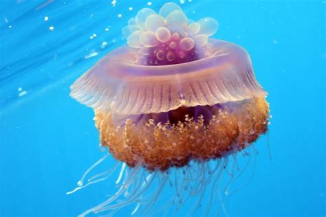 Jellyfish Scyphozoa Invertebrates Jellyfish Wildlife Conservation