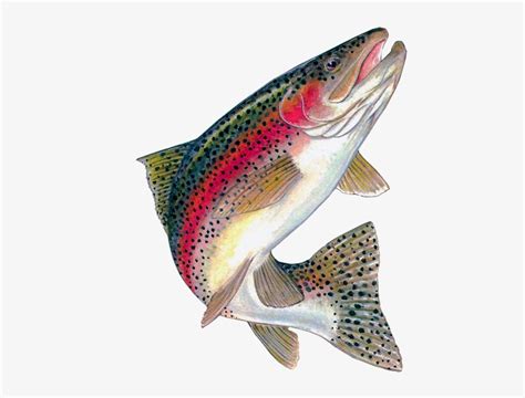 Free Rainbow Trout Clipart Download Free Rainbow Trout Clipart Png