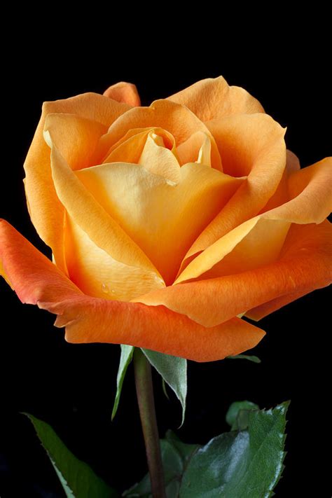 Single Orange Rose Photograph By Garry Gay Fine Art America