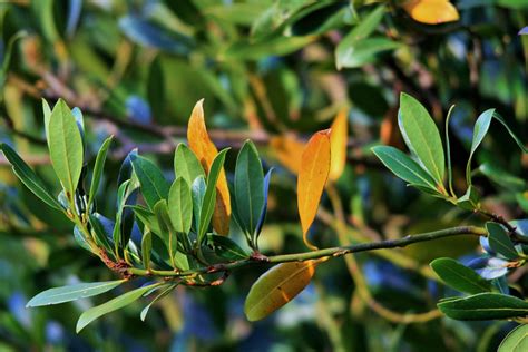 Check spelling or type a new query. Images Gratuites : arbre, la nature, branche, fruit ...