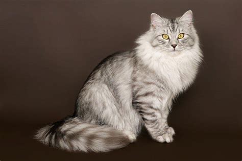 Siberian Cat Breed Facts Highlights And Buying Advice Pets4homes