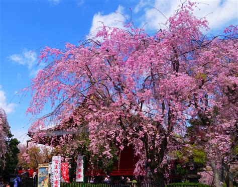 Japanese Cherry Blossoms Bramans Wanderings