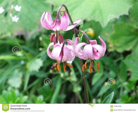 Wild Lily In The Mountains Stock Image Image Of Meadow 122607593