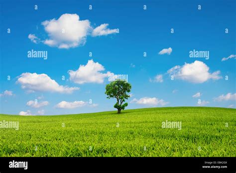 Green Field And Tree With Blue Sky Cloud Stock Photo Alamy