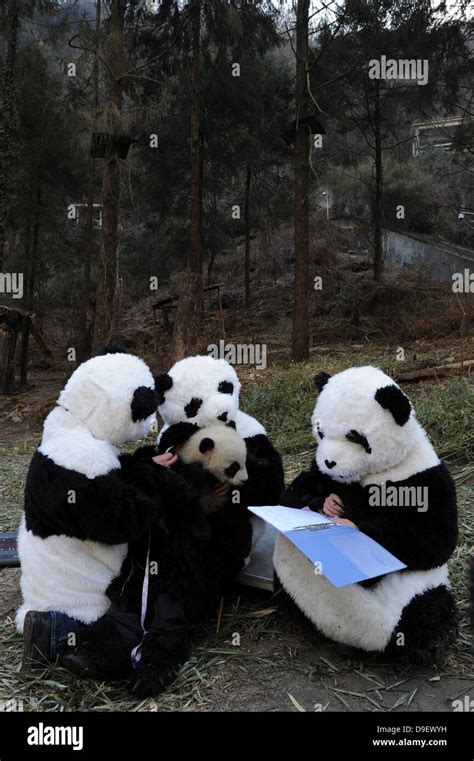 Captive Panda Research Researchers Dressed As Pandas Look After A