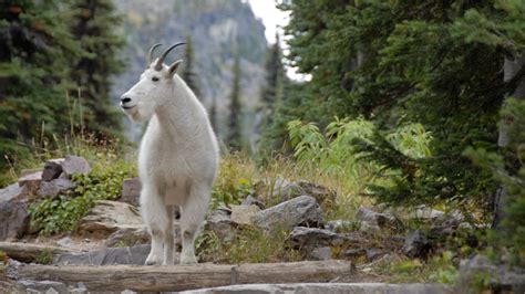 Groups File Appeal Over Utah Mountain Goats Gohunt