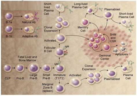 B Lymphocytes And The Immune Response With Diagram