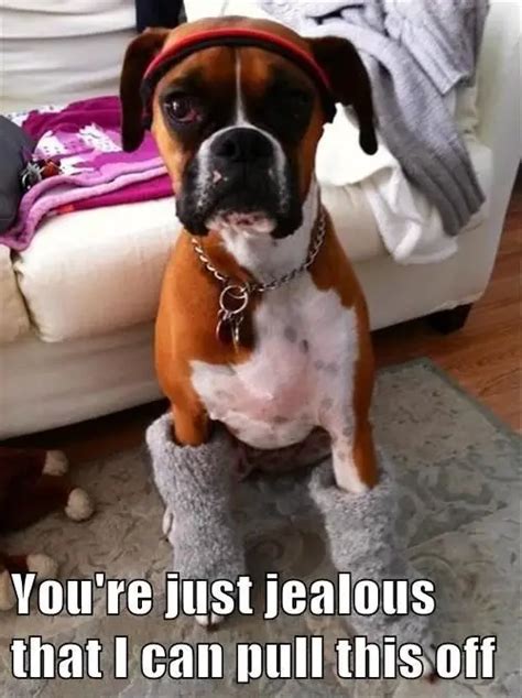 The 32 Funniest Boxer Dog Pics Memes Known To Man The Paws