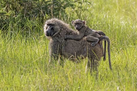 Why Male Baboons Benefit From Female Friends Richard Dawkins
