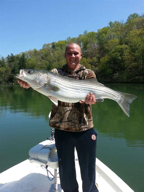 Striped bass have been stocked into this reservoir since impoundment in 1963. Pictures from Fishing Charters with Captain Travis Patsell ...