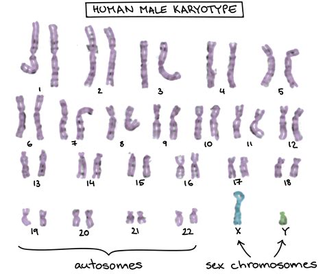 Can A Recessive Trait Be On The Y Chromosome Write The Letter Of The