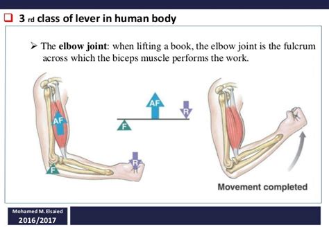 ️ Levers In Our Body What Are The Different Types Of Levers In The