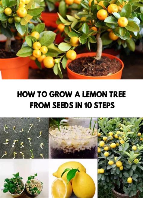 How To Grow A Lemon Tree From Seeds In 10 Steps