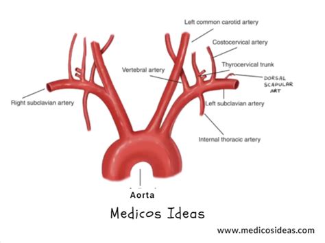Subclavian Artery Branches Mnemonic Subclavian Artery Anatomy