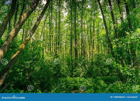 Tranquil Nature Scene With Green Summer Forest Stock Photo Image Of