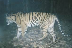Tiger Damages Wwf Cameras In Sumatra Wwf