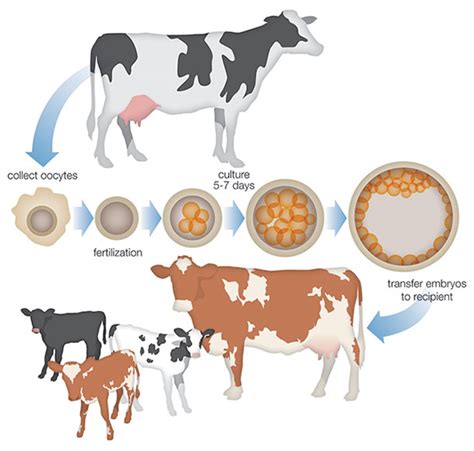 Use Of Sexed Semen In Dairy Animals Prof U K Atheya Dairy Animal