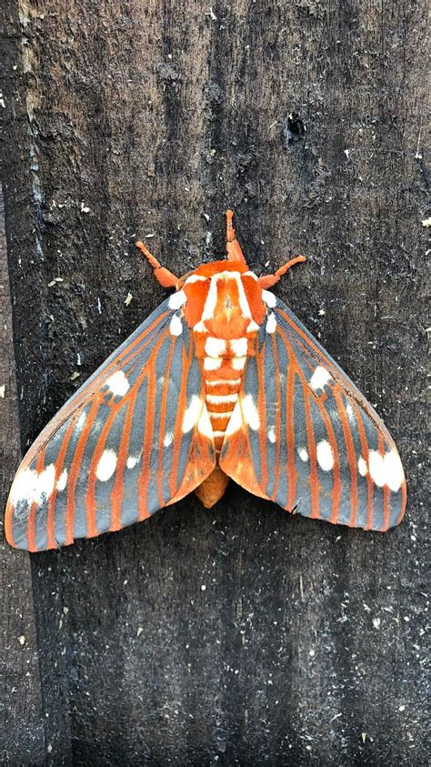 Cool Moth I Saw Today Pics