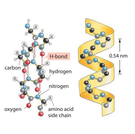 Iit Jee Proteins Jee Alpha Helix Structure Of Protein Study Material