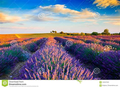 Beautiful Lavender Fields During Sunset Fields In Valensole Pro Stock