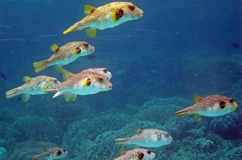 Gambar Ikan Buntal Lucu Dari Jenis Air Laut Tidak Beracun Terbaru 2020