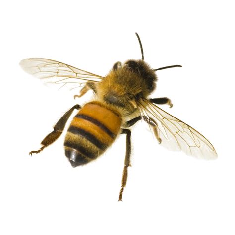 Bees Png Isolated Photo Png Mart