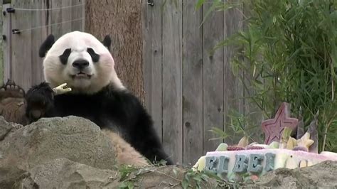 Bye Bye Bei Bei Beloved Giant Panda Leaving Washington Dc For China