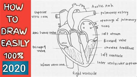 How To Draw Human Heart Internal Structure Step By Step Easily Youtube