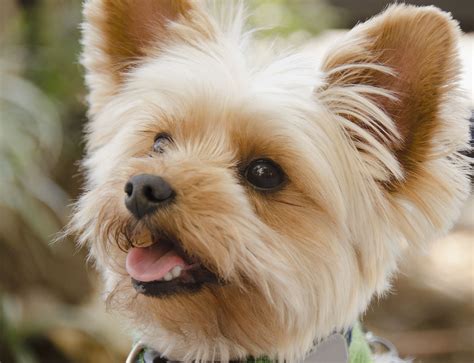 Yorkshire Terrier Yorkie Breed Characteristics And Care